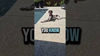 you know German Shorthaired Pointer GSP Panzer... 🤔🫣🐶 #shorts #ytshorts #viral #trending
