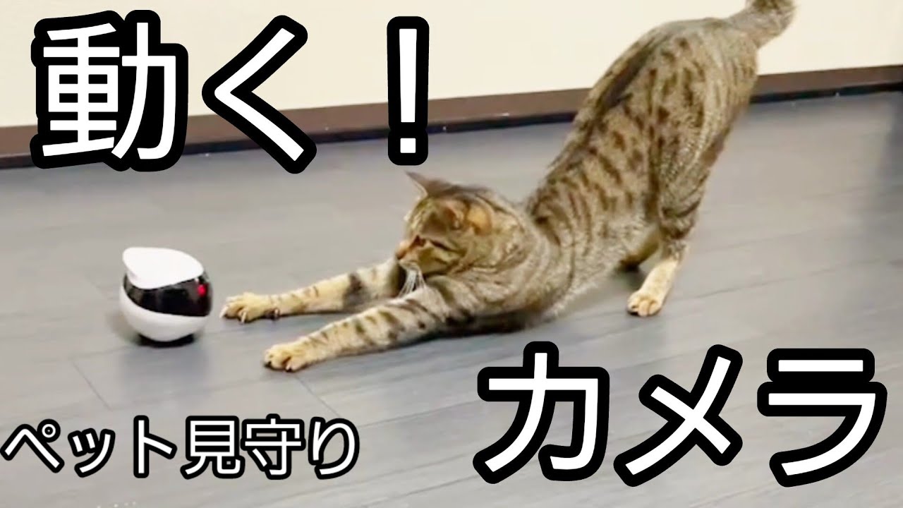 動くペット見守りカメラがスゴイ！ YouTube