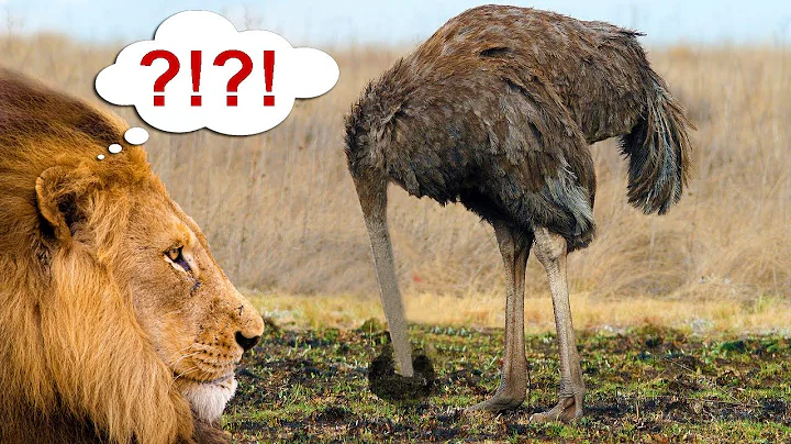 Do ostriches put their head in the ground when they feel threatened? - Myth or reality