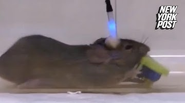 Lasers turn lab mice into brutal killers | New York Post