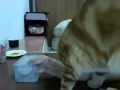 Кот заставляет хозяйку открыть банку.mp4