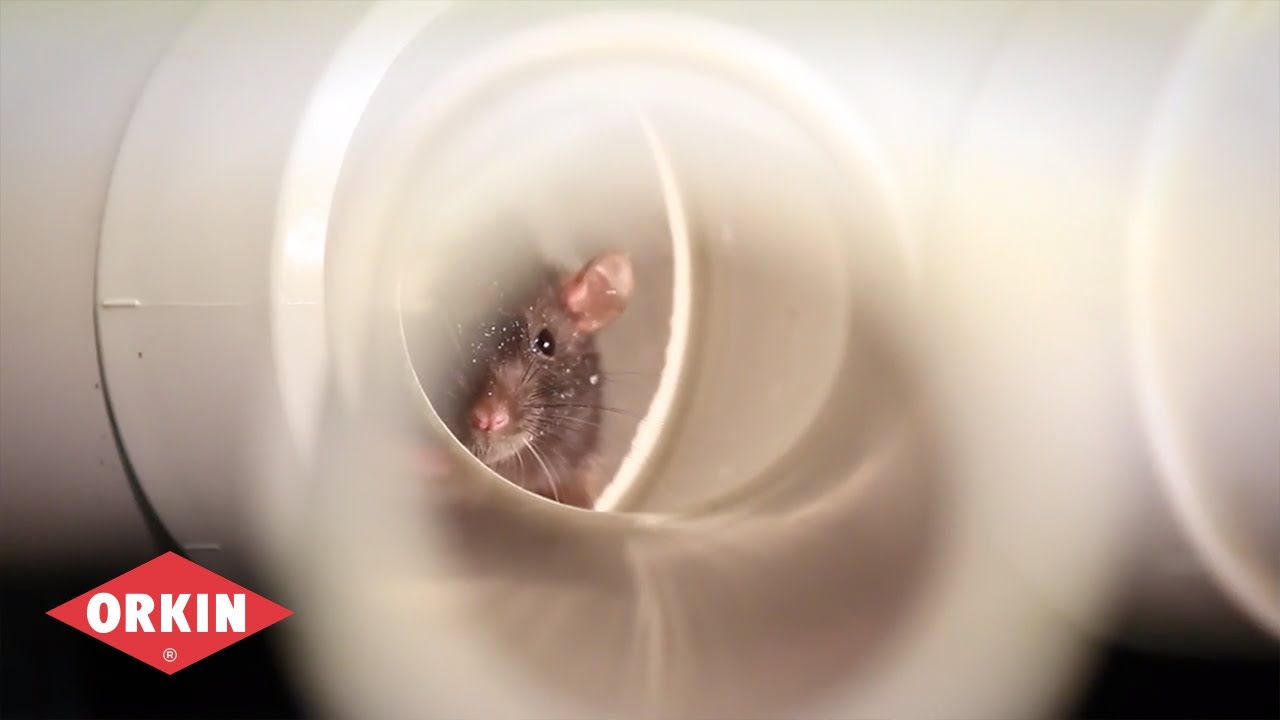 Why You Need to Seal Cracks and Crevices - Orkin for Your Business