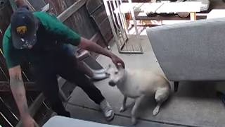 Dognapper Returns Dog To Family