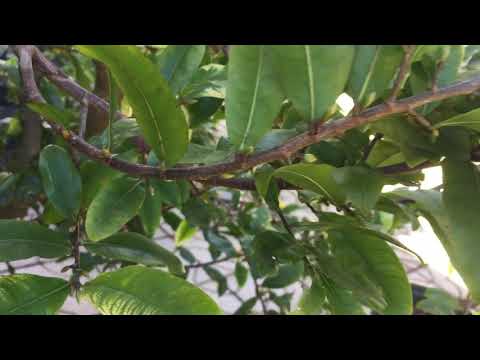 Video Tiếp tục sử lý mai cúc 150 cánh để xem tại sao khi ra... - youtube