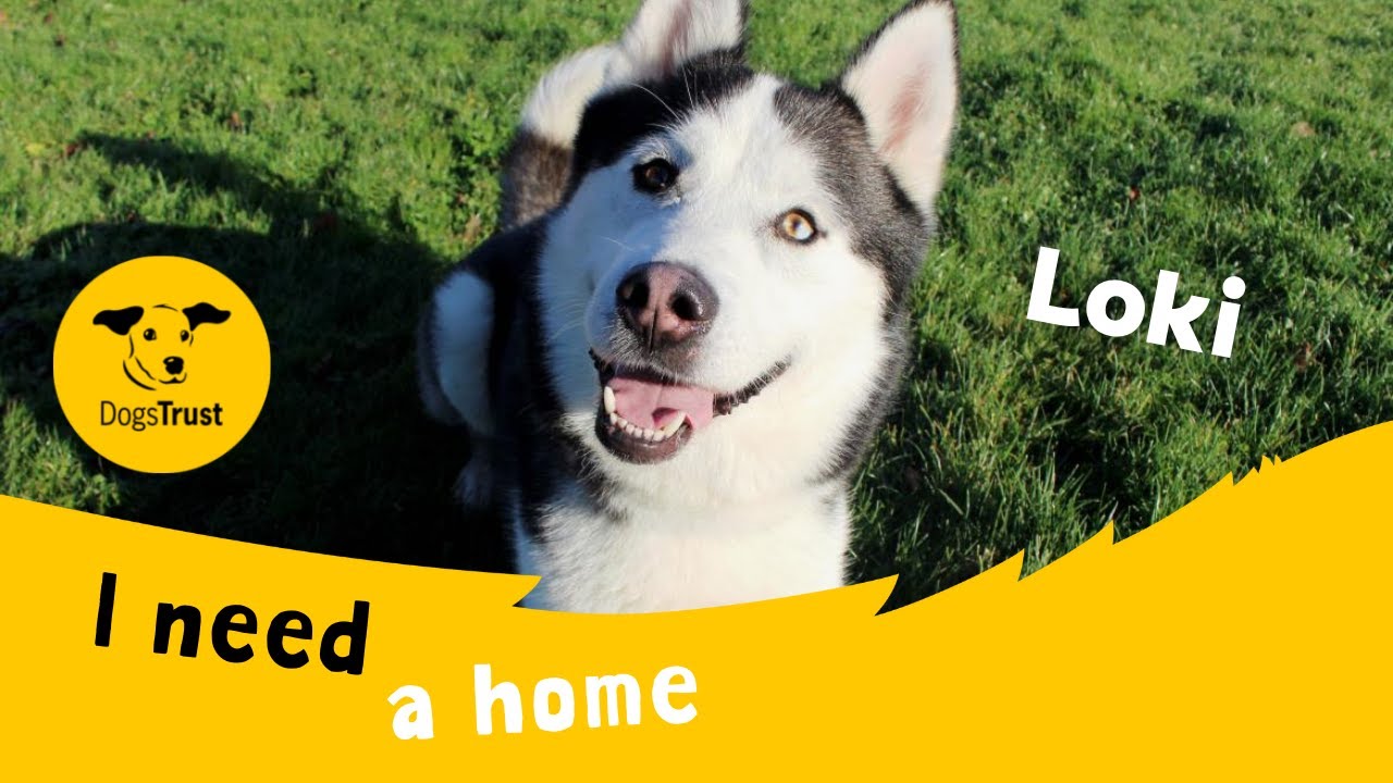 Dog profile video