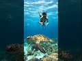 Dreaming Beneath the Sea