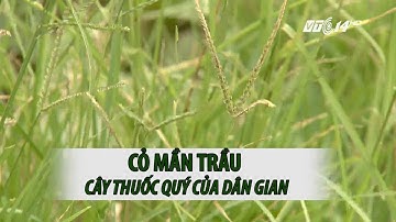 VTC14 | Cỏ mần trầu - Cây thuốc quý của dân gian