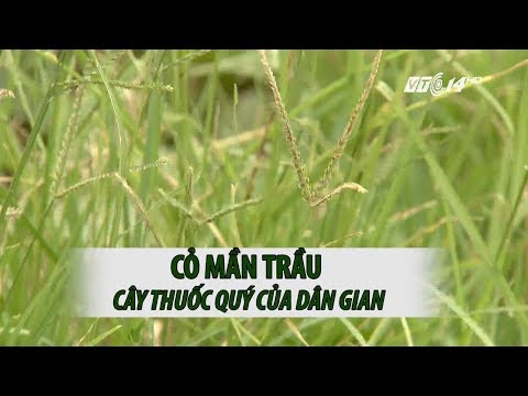 Video: Nhận dạng Cỏ Cối Xay Gió - Điều Kiện Phát Triển Cho Cỏ Cối Xay Gió