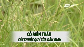 VTC14 | Cỏ mần trầu - Cây thuốc quý của dân gian