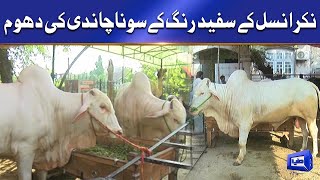 Heavy Qurbani Animal | سفید رنگ کے سونا چاندی کی دھوم