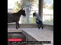 انسحاب تكتيكي