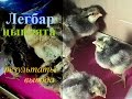 Цыплята породы Легбар. //Chickens breed Legbar.