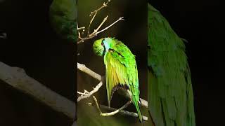 How This Tiny Bird Eats Bees Without Getting Stung 🐝🐦 #shorts  #wildlife #animals #nature