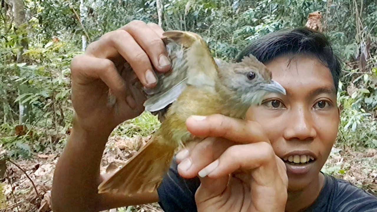 SEGAMPANG INI MIKAT BURUNG KAPAS TEMBAK HANYA 10 MENIT,!!!😱
