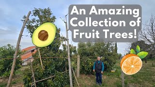 A Tour of an Incredible Fruit Tree Orchard!