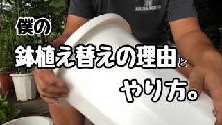 [植え替え]色んな理由とメリット[有料級]