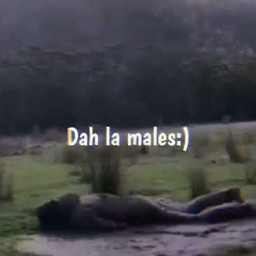 Story wa 'dah lah males'