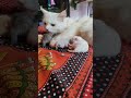 #cat #kittens #catandkittens #cutecats #mothercat #kittenlove #catsofyoutube #shorts #felinefamily