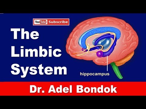 The Limbic System, Dr Adel Bondok Making Anatomy Easy