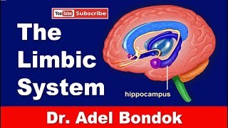 The Limbic System, Dr Adel Bondok Making Anatomy Easy