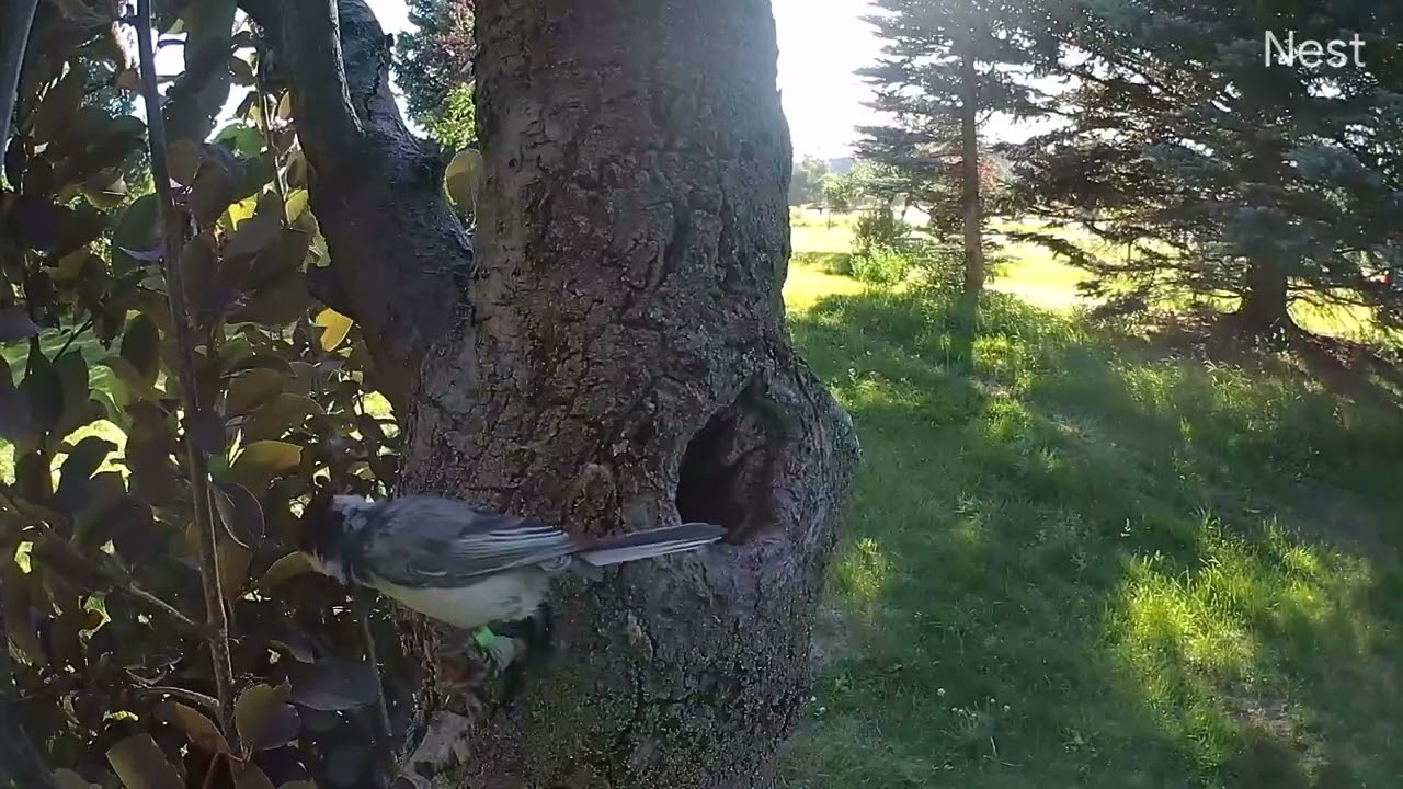 Female chickadee rare "chitter" call