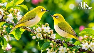 A Quiet Escape into Nature 🐦 Soft Piano & Beautiful Bird Sounds to Relax Your Mind screenshot 5