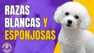 Razas De Perros Pequeños Y Blancos