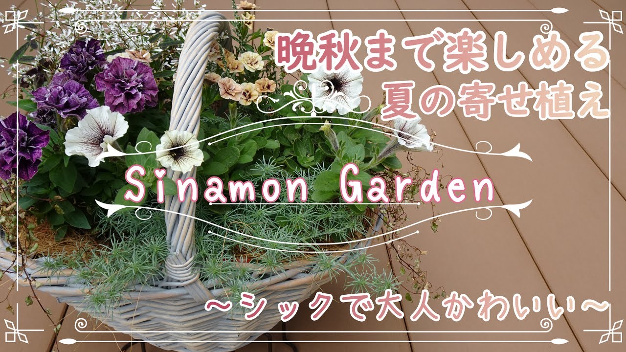 夏の寄せ植え 夏の暑さに強く 晩秋まで楽しめる シックな寄せ植え ガーデニング Youtube