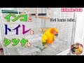 鳥にトイレをシツケることができる・トレーニング・方法・コガネメキシコインコ・レオ　Bird learns toilet.