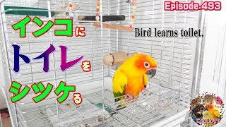 鳥にトイレをシツケることができる・トレーニング・方法・コガネメキシコインコ・レオ　Bird learns toilet.