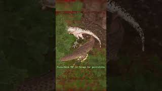 Gg Prime Elder Ceratosaurus The Isle Hordetest