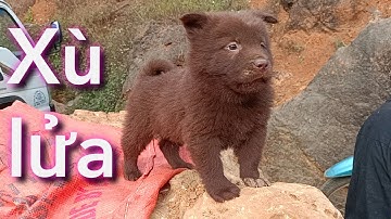 Chợ Cán Cấu cuối năm. Chợ chó con, chó mông cộc, chó xù đỏ.