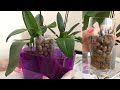 Орхидеи КУВШИНКИ теряют корни. / Можно ли применять антистресс на цветущих орхидеях?