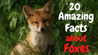 20 Amazing Facts About Foxes, That You'll Wish You Knew Sooner!