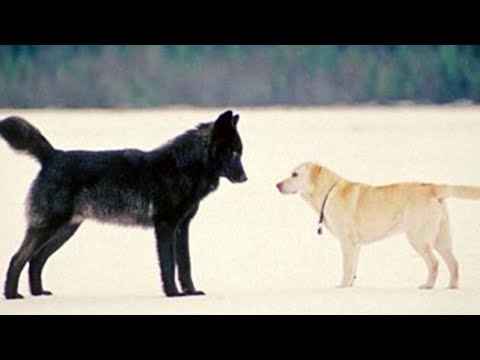 Video: Sonys Nordischer Kriegsgott Startet Ein Hübsches Tier In Neuem Filmmaterial Neu