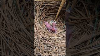 #cutebabybirds #babybird #cuteanimals #petbird