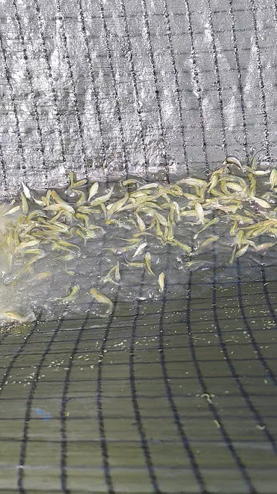#fishfarming #fishlovers #freefiregaming #fishing