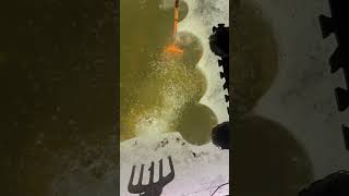 Gavin’s first pike and first spearing fishing with me. #spearfishing #pike
