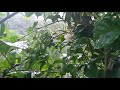 Heavy rain live in Pune | Monsoon, garden, thunderstorm, laughing baby