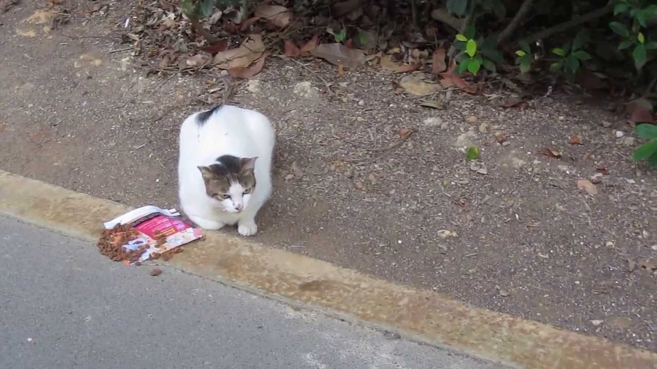 Singapore Stray Cats Eating Breakfast YouTube