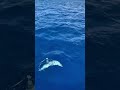 🐬A huge pod of spinner dolphins swimming along with our catamaran off the coast of Kaua’i! #shorts