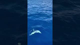 🐬A huge pod of spinner dolphins swimming along with our catamaran off the coast of Kaua’i! #shorts