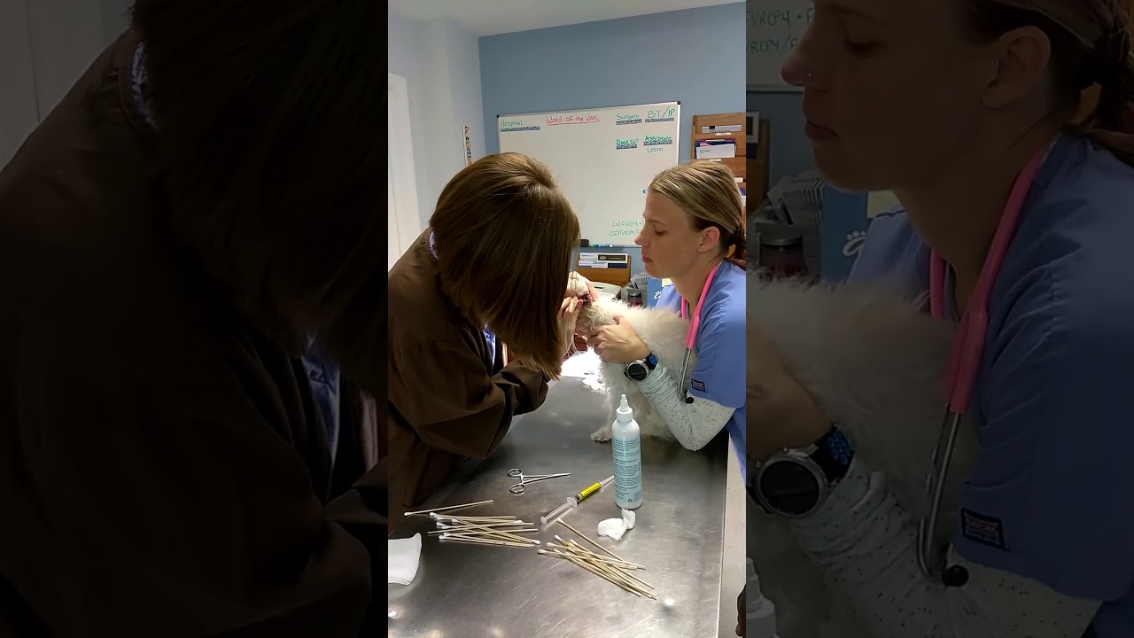 Cleaning and Applying Medication to a Dogs Ears - YouTube