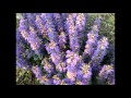 あんた 千 昌夫(カバー)