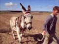 Arando y Gradeando con Burro Asno Jumento donkey en añora.wmv