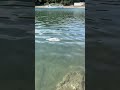 エイ⁉️じゃなくてチヌ‼️哲録チャンネル#6 携帯で撮っていた映像てす