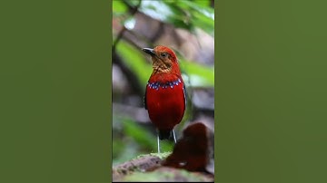 Burung Paok – Permata Hutan Tropis yang Tersembunyi #shorts #birds