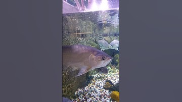 Arowana #fish#fishing#motivation#trending#arowana#monster#huge#insta#shorts#yt#aquarium#bts#dubai