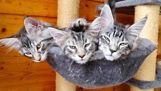 Cuteness in a Basket  Maine Coon Kittens Relaxing Together!
