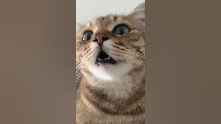 kitten meowing to attract cats